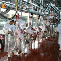 Ligne complète d'abattage de moutons (50-500 moutons par jour) pour abattoir d'agneaux, équipement d'abattage avec machine d'abattage de chèvres