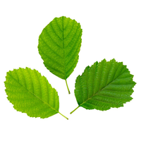 Feuilles d'Amla naturelles séchées, feuilles fraîches de groseille indienne, feuilles ayurvédiques de haute qualité, riches en nutriments, traditionnelles