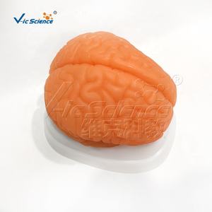 Modelo Anatómico de Cerebro Humano de 9 Componentes, Nuevo Modelo de Ciencia Médica, Modelo Anatómico de Cerebro - Product Image 6