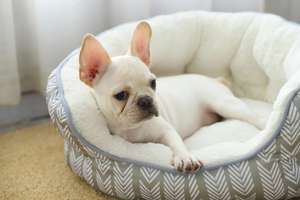 <span class=keywords><strong>Pas</strong></span> <span class=keywords><strong>cher</strong></span> Offre Spéciale Top Qualité Lavable <span class=keywords><strong>Chien</strong></span> Lit De Mode <span class=keywords><strong>Pas</strong></span> <span class=keywords><strong>Cher</strong></span> Personnalisé En Plein Air Mignon <span class=keywords><strong>Chien</strong></span> Lit - Product Image 4