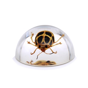 Mẫu Bọ Cánh Cứng Động Vật Đồ Thủ Công Mỹ Nghệ Và Thủ Công Bằng Nhựa Nhúng Quà Tặng Mô Hình Quà Tặng - Product Image 2