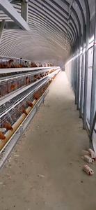 Capa de huevo de batería tipo A de alta tecnología Nuevo acero Jaulas Para Pollos Equipo agrícola Precio de fábrica para granjas avícolas - Product Image 4
