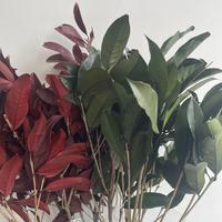 Alles-in-één groothandel geconserveerd plantenblad, eeuwigdurend natuurlijk osmanthusbloemblad voor bloemstukken, zacht DIY gedroogd bladermateriaal