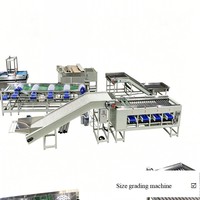 Machine de triage industrielle pour fruits (citron, olive, orange, agrumes, avocat) sucrés et acidulés, avec convoyeur de calibre