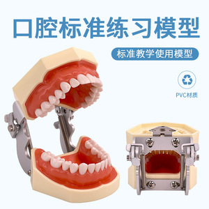 Modèle dentaire, moule dentaire, pratique et examen dentaire, joint en résine, amovible, préparation standard de dents prothétiques - Product Image 2