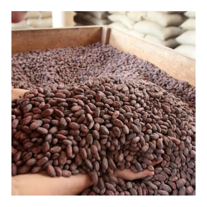 ペルー産の高品位有機ペルーホットセール天然発酵乾燥カカオココア豆