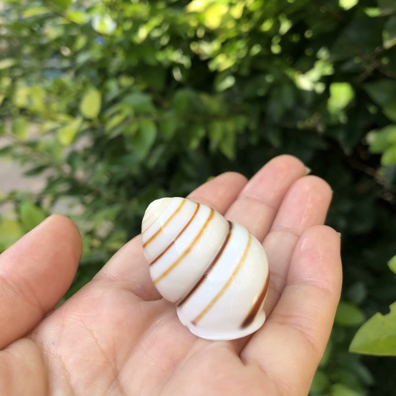 35 | Size 2-4cm | Open Size 1-2cm