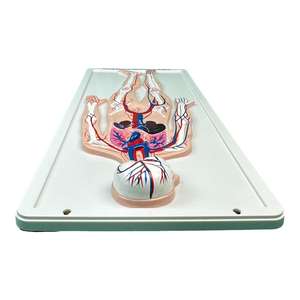 Ejercicio de enseñanza médica Modelo de enseñanza de la anatomía del esqueleto humano y el sistema de circulación sanguínea Recursos de enseñanza - Product Image 4