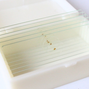 Lames microscopiques : sections clairement structurées, colorées et préparées par ponçage transversal de os frais et dur, utilisées dans la recherche scientifique. - Product Image 2