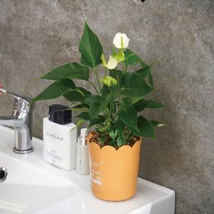 Maceta <span class=keywords><strong>de</strong></span> Plástico P502 con Pétalos, Moderna y Minimalista, <span class=keywords><strong>para</strong></span> Plantas <span class=keywords><strong>de</strong></span> Oficina, Bandeja Creativa Compacta <span class=keywords><strong>para</strong></span> Uso en Interiores - Product Image 5