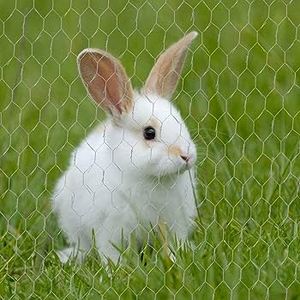 Alambre de pollo sostenible de malla de alambre recubierto de Pvc <span class=keywords><strong>hexagonal</strong></span> de alta calidad Malla de alambre <span class=keywords><strong>hexagonal</strong></span> de 1 "para redes de aves de corral Rollo de 50 pies - Product Image 5