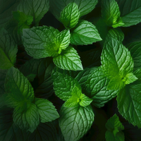 Extrait de menthe naturelle en vrac, cristal de menthol, qualité alimentaire, matière première industrielle