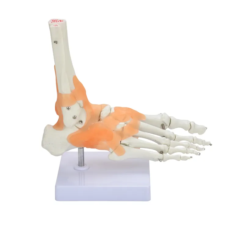 CBM-011B Teaching resources life size foot joint with ligament foot skeleton model for student learning