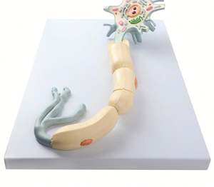 डेंड्राइट और एक्सोन मॉडल 2500x बढ़े 2 भागों तंत्रिका फाइबर संरचना तंत्रिका कोशिका ऊतक मॉडल - Product Image 2