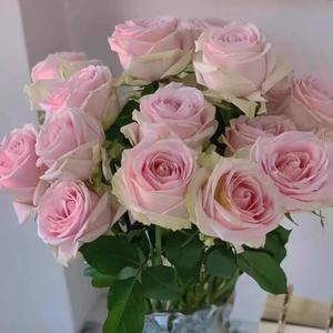 Rosas frescas cortadas de Kunming para regalo de maestro de boda o puesto de diosa directo a granel al por mayor de jardín para compra Grupal - Product Image 4