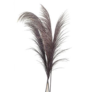 Preservada larga vida común Reed <span class=keywords><strong>Phragmites</strong></span> <span class=keywords><strong>Australis</strong></span> Hotel Decoración - Product Image 3