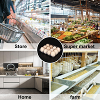 Barquette d'emballage jetable à 9 cavités pour œufs frais de poule, en PET transparent, de qualité alimentaire, écologique, à prix abordable