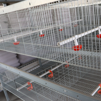 Nouvelles cages à poulets automatiques en acier galvanisé de type H Linchuan pour l'élevage avicole avec une durée de vie de 15 à 20 ans