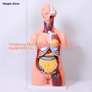 Modello di Struttura Umana in Plastica a Mezzo Busto, 85cm, Due Sessi, per Insegnamento di Anatomia Medica, Smontabile, per Scuole Primarie e Secondarie - Product Image 4