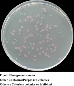 Agar chromogène, agar chromogène pour coliformes et E. coli, milieu de culture ECC - Product Image 2