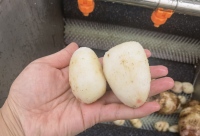 Fabrieksprijs Cactusvijg Groentewasmachine Cassave Peeling Borstel Aardappel Reinigingsmachine
