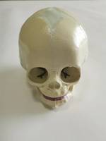 Modelo Anatómico de Cráneo Humano de Bebé, Modelo de Hueso de Cráneo Infantil