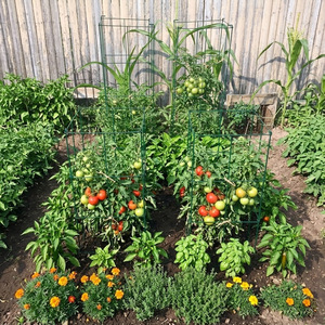 <b>Tomato</b> Climbing Trellis Square Green Iron Plant <b>Support</b> For Vegetable Garden Easily Assembled - Product Image 1