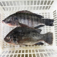 Vente en gros de Tilapia noir IQF BQF 10 kg, produits par des producteurs de Tilapia, Tilapia congelé avec livraison rapide