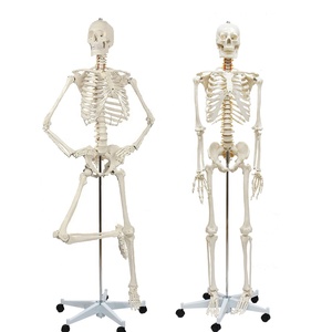 Modèle de <span class=keywords><strong>squelette</strong></span> <span class=keywords><strong>géant</strong></span> de 176cm grandeur nature adulte blanc Science médicale incluant une racine nerveuse Modèle anatomique <span class=keywords><strong>humain</strong></span> - Product Image 1