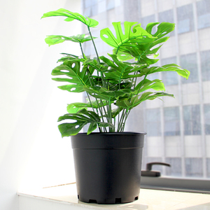 Venta caliente de plástico negro <span class=keywords><strong>vivero</strong></span> 5 galones planta para palm plantas - Product Image 6