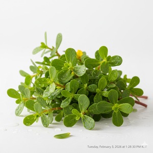 TW Purslane PDRN 100 ppm Extracto de Polinucleótido Derivado de Plantas, Materia Prima Cosmética de Alta Pureza, Ingrediente Concentrado Antienvejecimiento - Product Image 5