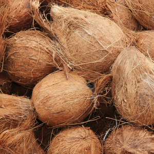 มะพร้าวสดสำหรับบริการอาหารและการแปรรูป - Product Image 1