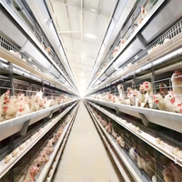 Système de cages à poules automatiques de type H, équipement avicole galvanisé à chaud pour les élevages commerciaux de poules pondeuses