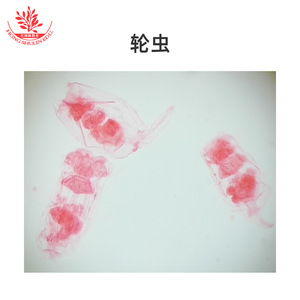 Las secciones de muestras de microscopio de laboratorio biológico presentan estructuras típicas y un coloración clara y brillante; 25 tipos de portaplatinas con - Product Image 2