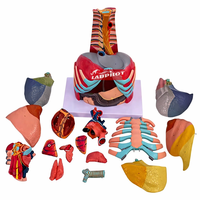 Modelo Anatómico Avanzado de Cavidad Torácica con Laringe, Pulmón, Corazón, Hígado y Fígado Pulmonar, y Simulador de Demostración Respiratoria