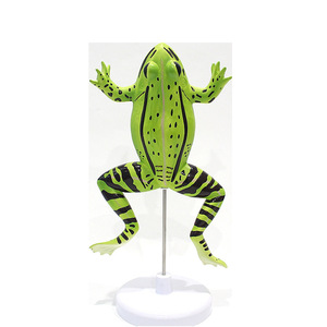 Modèle d'anatomie de grenouille VIC045, modèle animal, modèle pédagogique d'anatomie biologique - Product Image 5