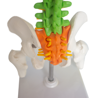 Modèle anatomique de colonne vertébrale de haute qualité avec nerfs et vertèbres, fabriqué en PVC durable, pour les études de sciences médicales SMD0164