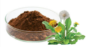 Extrait de pissenlit sauvage en poudre Taraxacum Officinale, ingrédient végétal botanique naturel, extrait de racine, complément alimentaire de qualité alimentaire - Product Image 3
