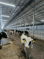 Système de Contrôle d'Éclairage pour Étable à Vaches IP54, Éclairage Automatique, Prise en Charge de la Programmation DIY