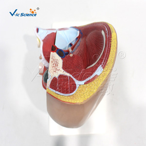 Modèle d'anatomie humaine ; Modèle de zone inguinale masculine (4 parties) ; Modèle anatomique de section sagittale médiane pelvienne - Product Image 2