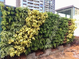 Erba Artificiale in Plastica (Stile Moderno Semplice) dal Guangdong per Pareti Verdi e Paesaggistica - Product Image 5