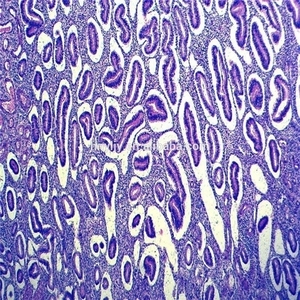 Vetrini preparati per microscopio da 50 pezzi vetrini didattici per parassitologia vetrini per parassitologia animali campioni misti con certificazione ISO - Product Image 6