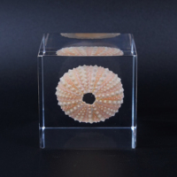 Décoration de bureau en acrylique avec épine de mer rose intégrée, spécimen marin haute transparence, décoration d'intérieur, artisanat en résine