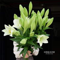 Fleurs de lys fraîchement coupées, roses, lot de 10, décoratives, en provenance de Chine, vente chaude aux Philippines et au Vietnam, avec emballage isotherme.