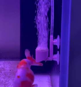 수족관 어항 플라스틱 초고밀도 버블 디스크 공기 정제 나노 버블 액세서리 용 장식용 물고기 산소 펌프 - Product Image 4