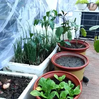 Filet d'ombrage en HDPE blanc tricoté Tewango 40~100 mailles, filet anti-insectes et anti-oiseaux pour arbres fruitiers, légumes et plantes