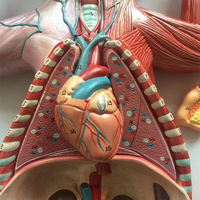 Modèle d'anatomie du chat pour les sciences médicales, anatomie du chat (organes thoraciques et abdominaux), professionnel, médical pour les vétérinaires
