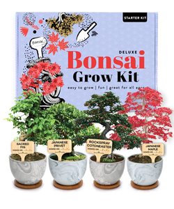 Premium 4 variétés d'érable japonais bonsaï, figue sacrée, kit de démarrage d'arbre de bonsaï Privet japonais Cadeaux de jardinage uniques - Product Image 1