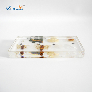 Bloque <span class=keywords><strong>de</strong></span> Resina PET Transparente para el Estudio <span class=keywords><strong>de</strong></span> <span class=keywords><strong>la</strong></span> <span class=keywords><strong>Historia</strong></span> Vida del Gusanillo <span class=keywords><strong>de</strong></span> Seda, Bloque <span class=keywords><strong>de</strong></span> Insectos para <span class=keywords><strong>Enseñanza</strong></span>, Modelo Científico Vic - Product Image 5