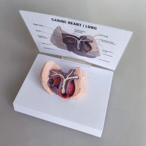 แบบจำลองหนอนหัวใจสุนัข - แบบจำลองกายวิภาคหัวใจ <span class=keywords><strong>ปอด</strong></span> และหลอดเลือดของสุนัขสำหรับการศึกษาสัตวแพทย์ - Product Image 3